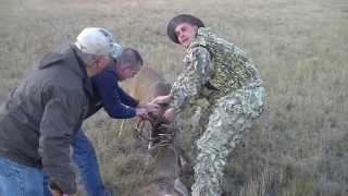 Hunters rescue deer from a wild pack of Coyotes. ***Warning***Graphic***