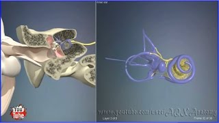 Внутреннее ухо | 3D Анатомия человека | Внутренние органы