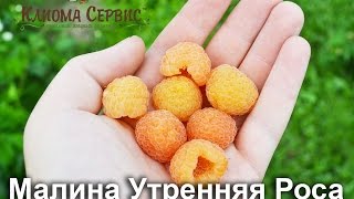 Желтая малина. Сорт Утренняя Роса (Poranna Rosa) купить в Украине