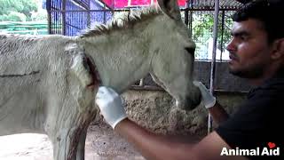 Wounded and bleeding donkey stranded on highway rescued