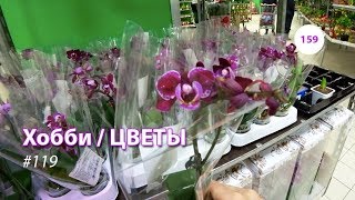 159#119 / Хобби-Цветы / 03.2019 - ЛЕРУА МЕРЛЕН и АШАН САД (ТК ТРОЙКА). ОБЗОР
