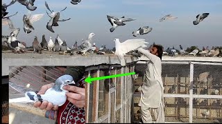 kabootar bazi - lovely kabootar pakar - Acha shoq ka video - kabootar video