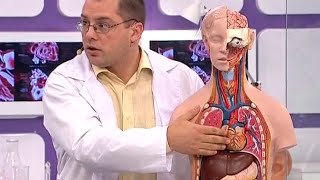 Как устроено сердце. Сердечная аритмия: симптомы, причины и лечение