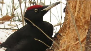Черный дятел подрубает сосну под корень, Black woodpecker chopping pine under the root