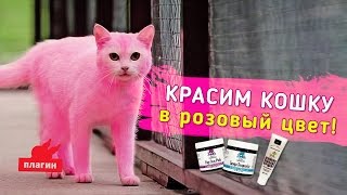 КАК ПОКРАСИТЬ КОШКУ? ГРУМИНГ КОТА или КРАСИМ КОШКУ!
