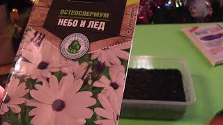 Посадка и выращивание цветов остеоспермум. ч.1