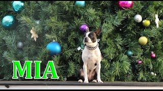 Amazing dog skating in Santa Monica Canifornia