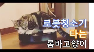[반려통신] 룸바타는 고양이