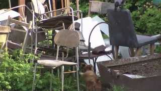 Ворона дразнит собаку - A crow teases a dog