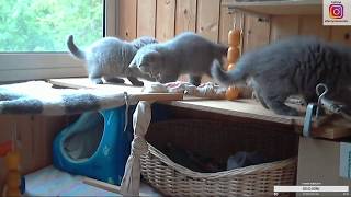 British kittens live stream, series №9/Британские котята онлайн