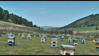 "НУ и НУ!": пасека. Часть 1 (Бийское телевидение)