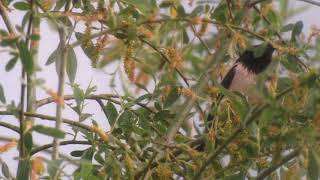 Špaček růžový, Pastor roseus, rosy starling, Nechranice  2/4