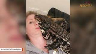 Woman adopts lizard found abandoned in box - Winston (The Tegu Lizard)