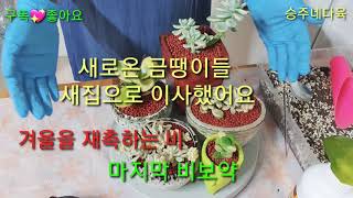 ?새로온 금땡이들 새집으로 이사했어요?겨울을 재촉하는 비?마지막 비보약 흠뻑 주었어요