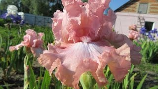Цветы. Ирис. Моя коллекция ирисов бородатых высоких. Часть 3.