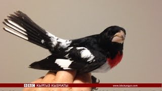 Би-Би-Си ТВ жаңылыктары (11.04.18) - BBC Kyrgyz