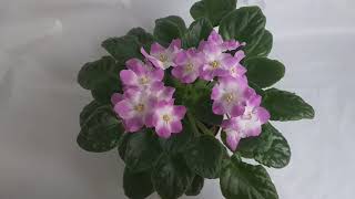 ¿Cuánto tiempo dura VIDA de una VIOLETA AFRICANA?