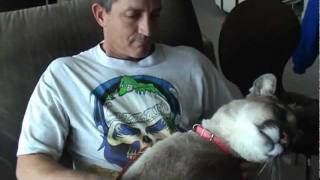 Sweet Pet Cougar