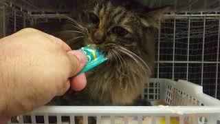狂暴な野良猫を慣らす訓練5日目 １歩進んで２歩下がる
