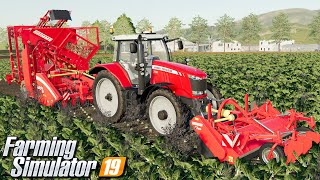 Buraki cukrowe - Farming Simulator 19 | #17
