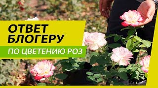 Ответ по цветению розы | СЕМЕНА АЛТАЯ