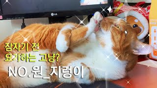 나의 사랑하는 고양이 넘버001_8살 넘은 치즈테비 코숏//나도 있어 고양이[oh! my cat]