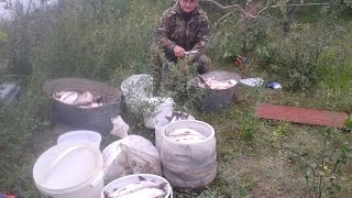 Рыбалка на белую рыбу. Вылов рыбы сетями. Fishing Nets.