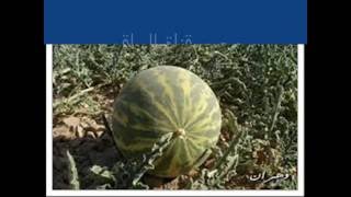 علاج مرض الزهري والجدام + فوائد الحنضل
