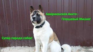 #Akita. Наша любимая Акита. Американская акита. Хороший охранник. Порода отличная. Одесса. VLOG DOG.