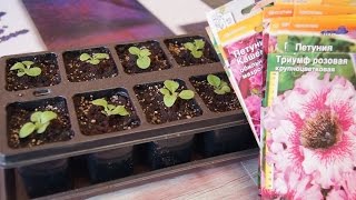 ПИКИРУЕМ ПЕТУНИЮ  как ухаживать  после пикировки! ЧАСТЬ 3.