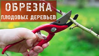 Все в сад. Обрезка плодовых деревьев