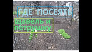 Полутень лучшее место для посева щавеля и петрушки