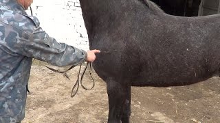 Гнойный свищ у лошади. Purulent fistula in the horse
