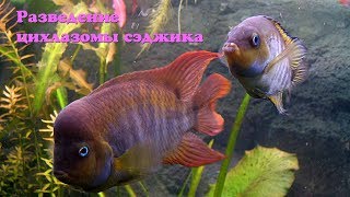 Разведение цихлазомы сэджика