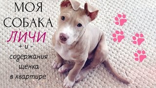 МОЙ ЛУЧШИЙ ДРУГ-ПИТБУЛЬ/ПЛЮСЫ И МИНУСЫ СОДЕРЖАНИЯ ЩЕНКА/СТОИТ ЛИ ЗАВОДИТЬ СОБАКУ??❤