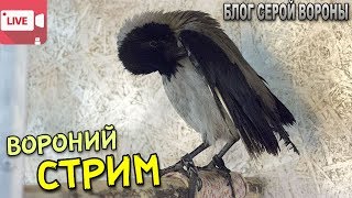 Прямой эфир. Серая ворона Рики и Далек, а так-же грач Карлуша не позволят вам скучать
