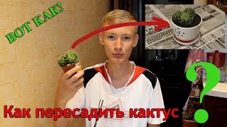 Как пересадить кактус | Пересаживаем кактус в новый горшок