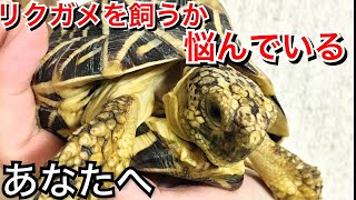リクガメを飼うか悩んでるそこのあなた！懐く、可愛いリクガメ！