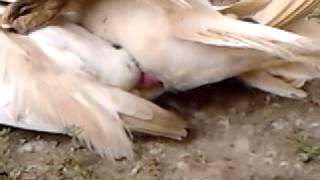 Sexo de los patos.