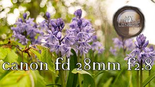 canon fd 28mm f2.8. #vintagelens #canonfd28mm #sonya6300.