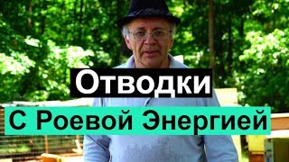 Пасека # 74 Отводки с Роевой Энергией, Пчеловодство для начинающих -