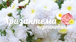ХРИЗАНТЕМА размножение,  пересадка, черенкование