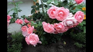 САМЫЕ ЛУЧШИЕ И САМЫЕ КРАСИВЫЕ ПЛЕТИСТЫЕ РОЗЫ