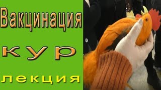 Куда ставить укол курице при вакцинации?