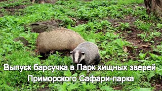 Выпуск барсучка в Парк хищных зверей Приморского Сафари-парка
