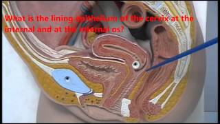 Anatomy of female genital organs - plastic models