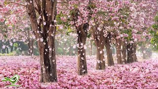 Beautiful Piano Music: Relaxing Music, Romantic Music, Sleep Music, Study Music ★137