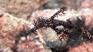 Indonesia, Ambon Maluku Islands. HD Mantis Shrimp, Ghost pipefish, Mandarin Fish