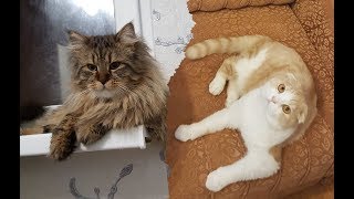 Дружба Мейн-куна и Шотландского вислоухого кота.