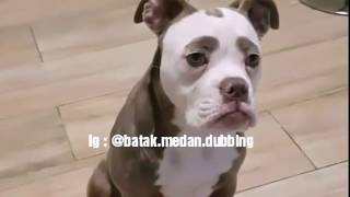 Kumpulan video  bmd hewan lucu